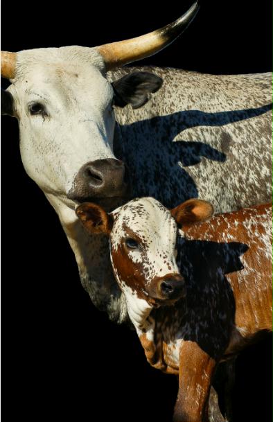 MF009 Wall décor art photographic on canvas livestock Nguni cattle